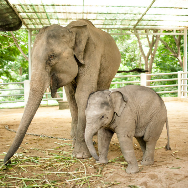 Elephant parade - statua elefante edo 10cm