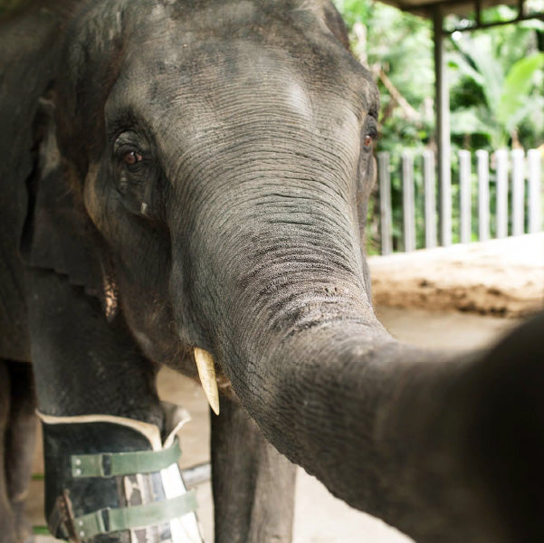 Elephant parade - statua elefante happy bindi 10cm