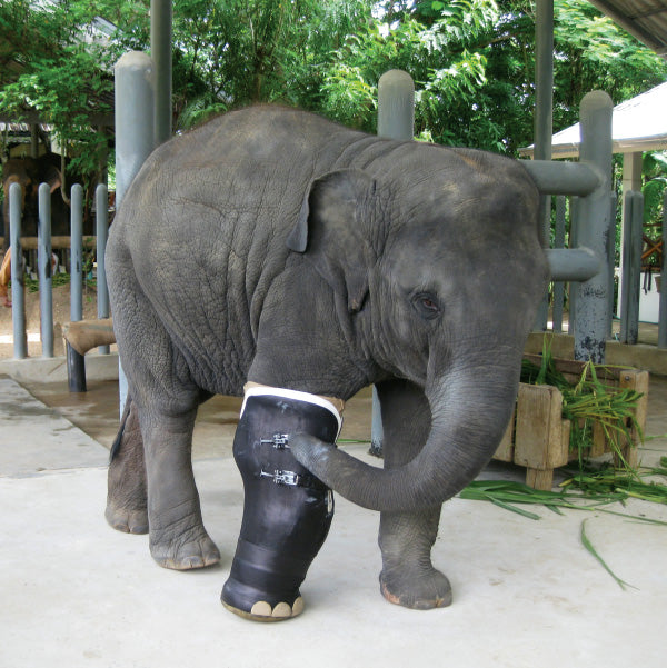 Elephant parade - statua elefante seduto marea serale 10cm